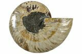 Cut & Polished Ammonite Fossil (Half) - Madagascar #310735-1